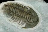 Longianda Trilobite - Issafen, Morocco #131285-2